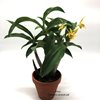 dendrobium Australian Artist